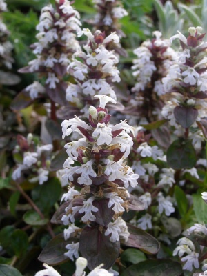 Ajuga reptans 'Choc Ice'